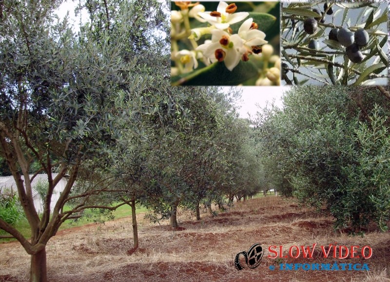 Pomar de Oliveiras no CEDUP Campo Erê 