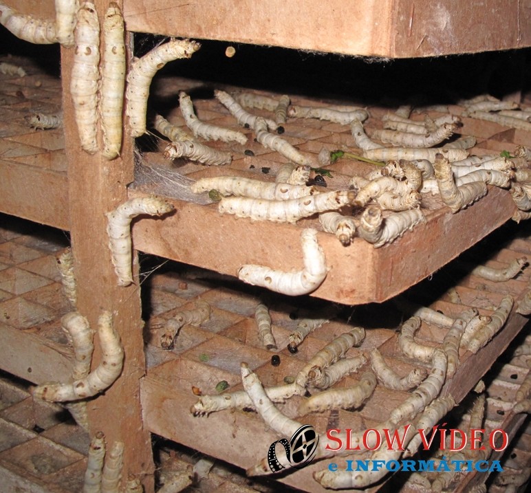 Larva forma o casulo para a seda. Foto: www.campoere_1.com