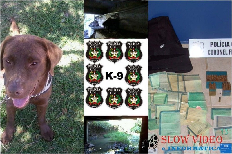 Apolo - labrador treinado para encontrar drogas. Foto mantagem: Neilan Aurélio Canabarro