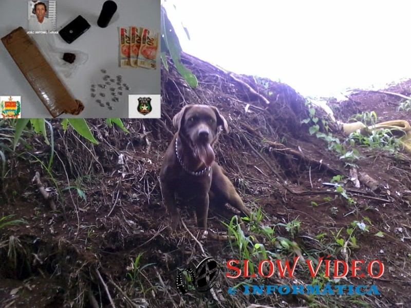 Apolo treinado para encontrar drogas. Foto: PC, montagem www.campoere_1.com