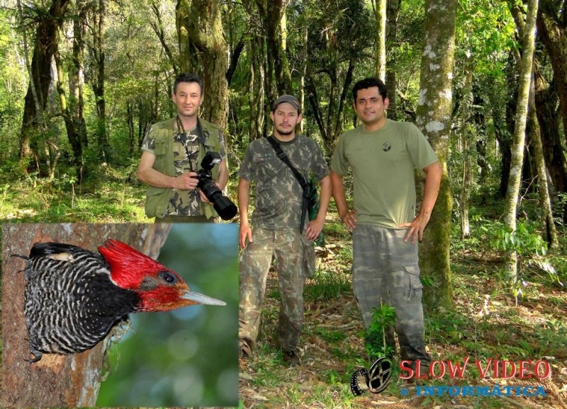 Pesquisadores localizaram a ave em Vitorino PR.