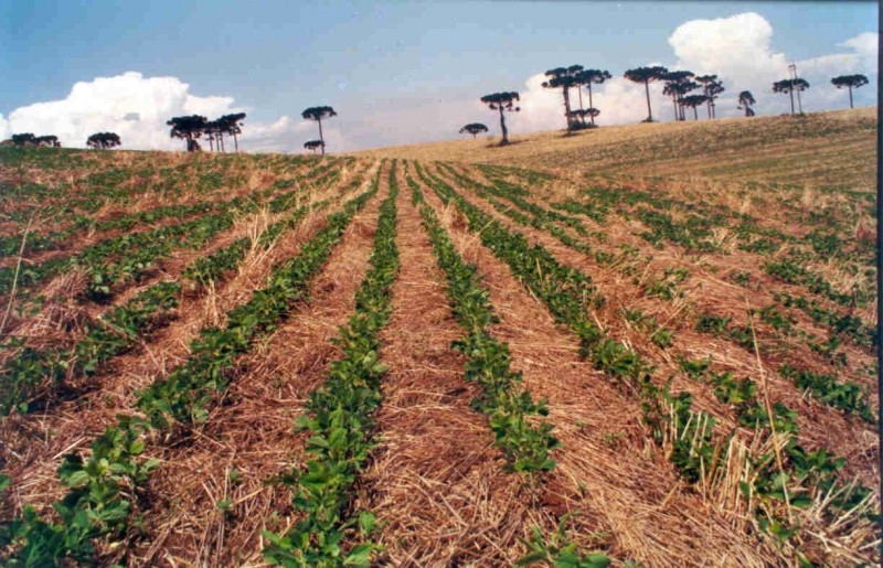 70% da produção mundial de soja é geneticamente modificada