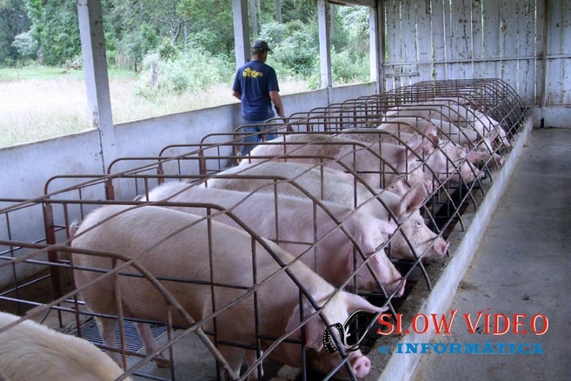 24 de Julho Dia Nacional do Suinocultor. Foto: www.campoere_1.com