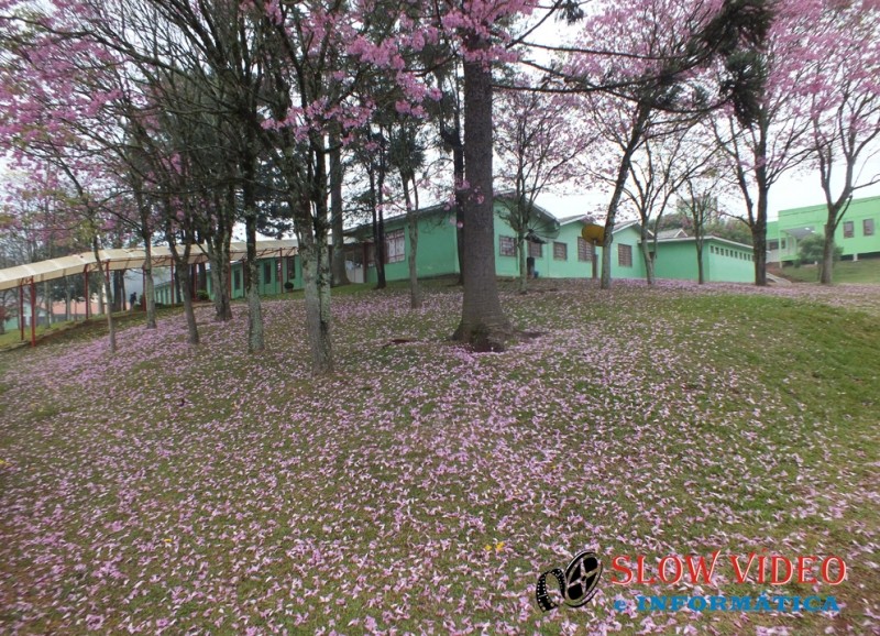 Ipê - Imagem que não passa desapercebido. Foto: www.campoere_1.com