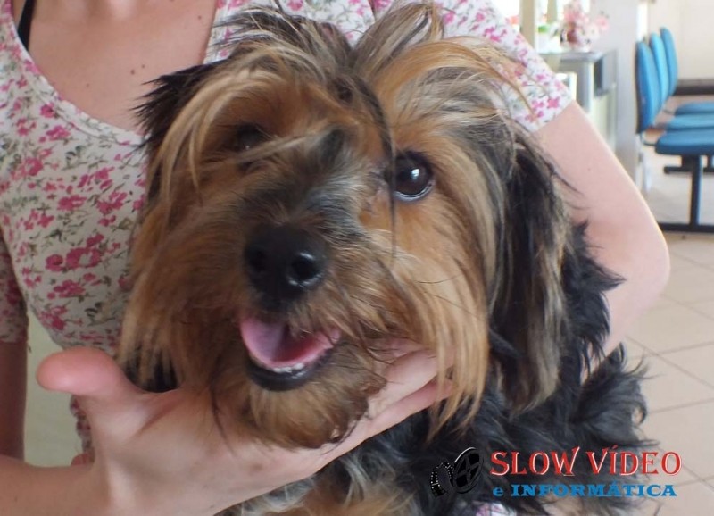 Animal encontrado