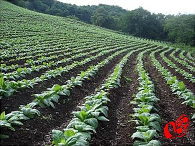 Plantadores de fuma necessitam de novas alternativas.