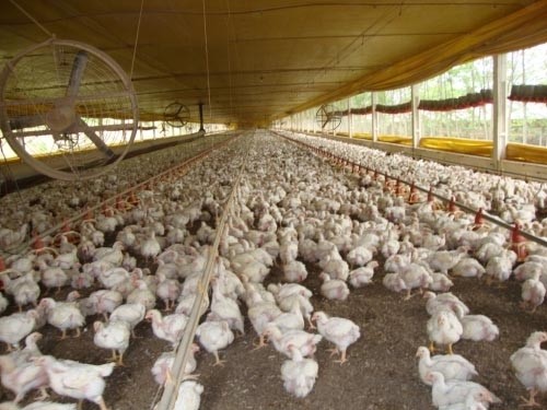 Aves sofrerão abate prematuro.