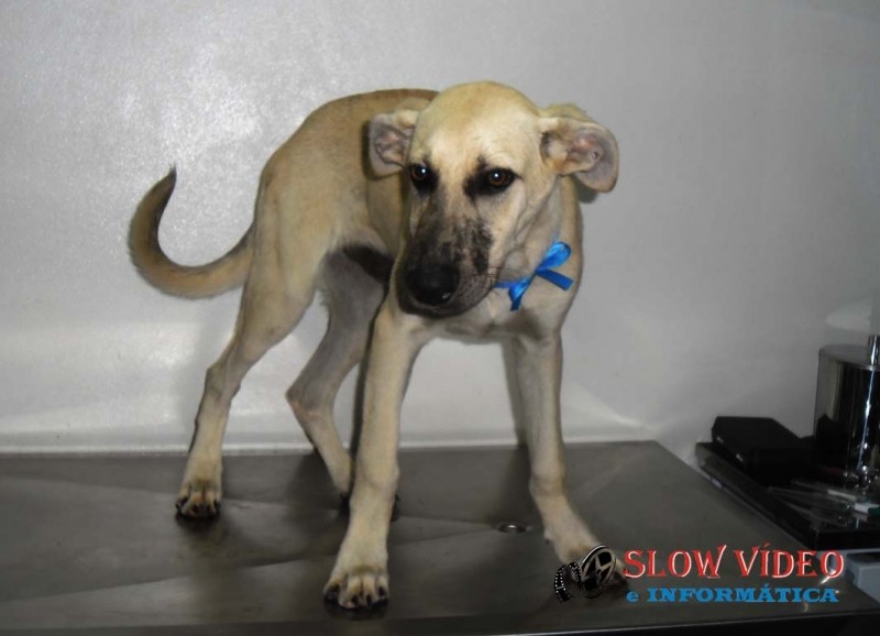 Cão esta a disposição do dono ou para adoção