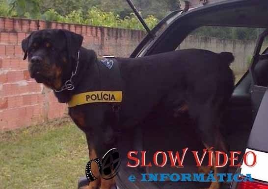 Cão Thor. Foto: PM