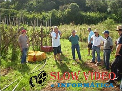 Dia de campo na cultura de tomate em Palma Sola. Foto: divulgação