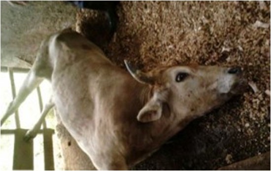  Animais mortos pela raiva. Foto CIDASC