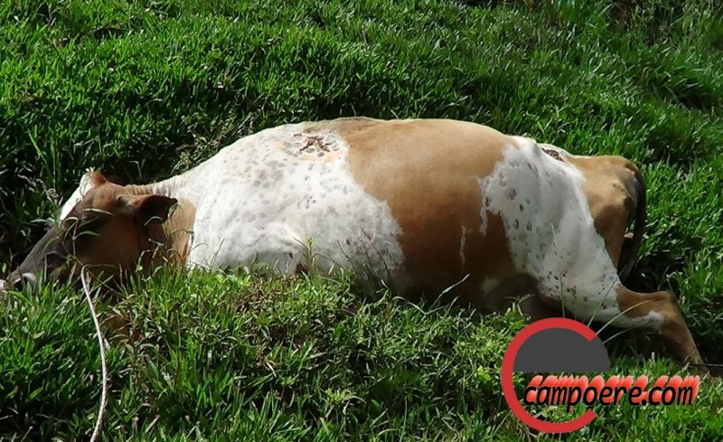 Vacas morreram em consequência do choque elétrico. Foto: www.campoere_1. com