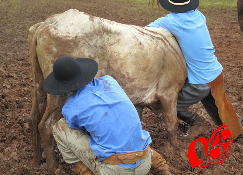 Prova da ordenha, uma das atrações do rodeio. Foto: www.campoere_1.com