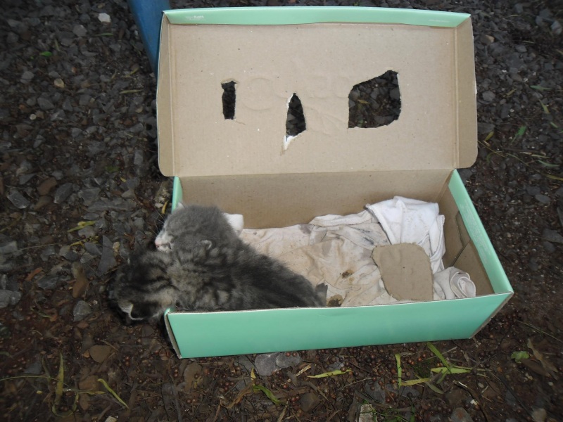 Animais foram abandonados em uma caixa. Foto Ana Maria