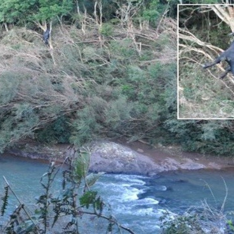 Foto: Reprodução