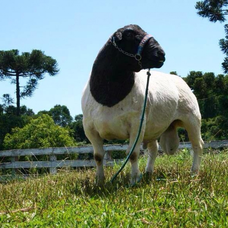 Dorper Chester Em Campo Erê. Foto reprodução