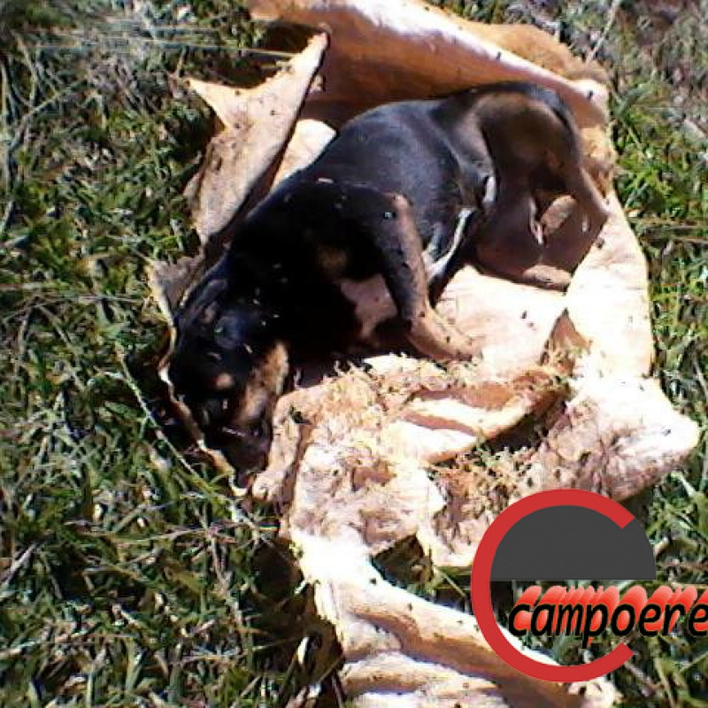Animal morto foi "desovado" proximo a residencias. Foto: www.campeore.com