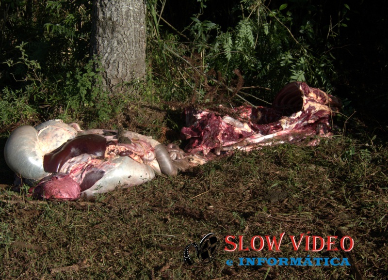 Animais são furtados e abatidos clandistinamente. Foto: www.campoere_1.com