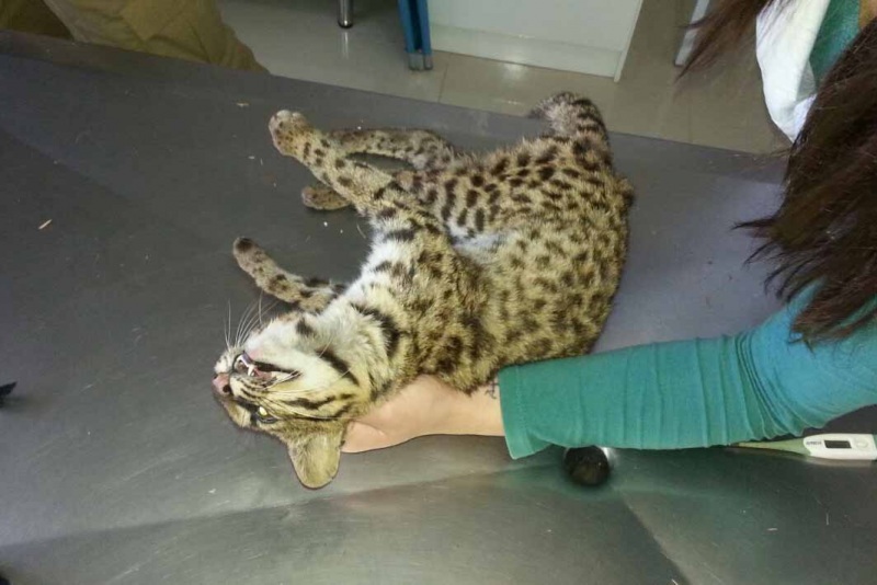 Animal necessita de cirurgia urgente. Foto: www.campeore.com
