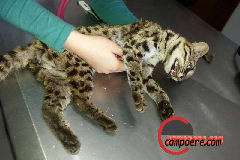 Animal não resistiu aos ferimentos. Foto: www.campoere_1.com