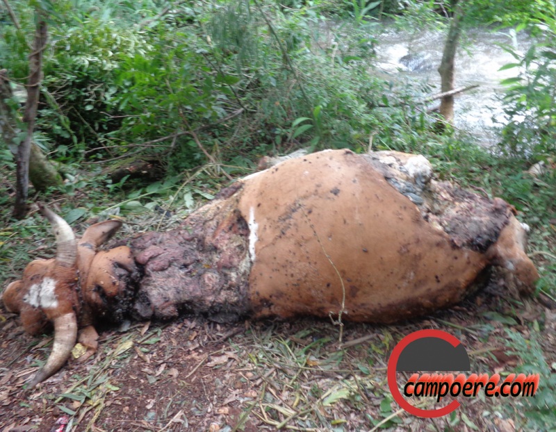 Foto: www.campoere_1.com
