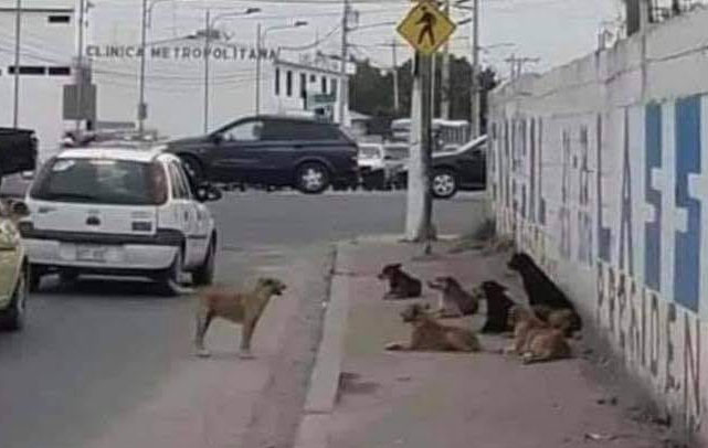 Cães recebendo aula Foto internet