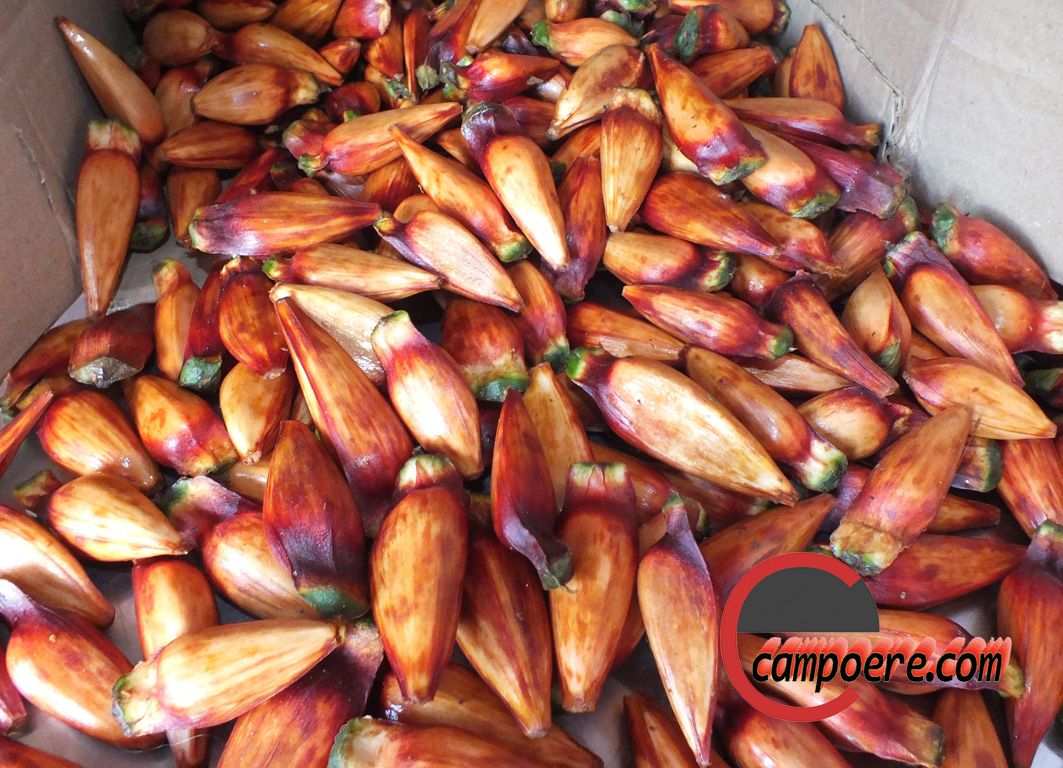 Foto: campoere_1.com