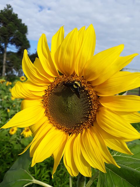 Flor de girassol em Campo Erê