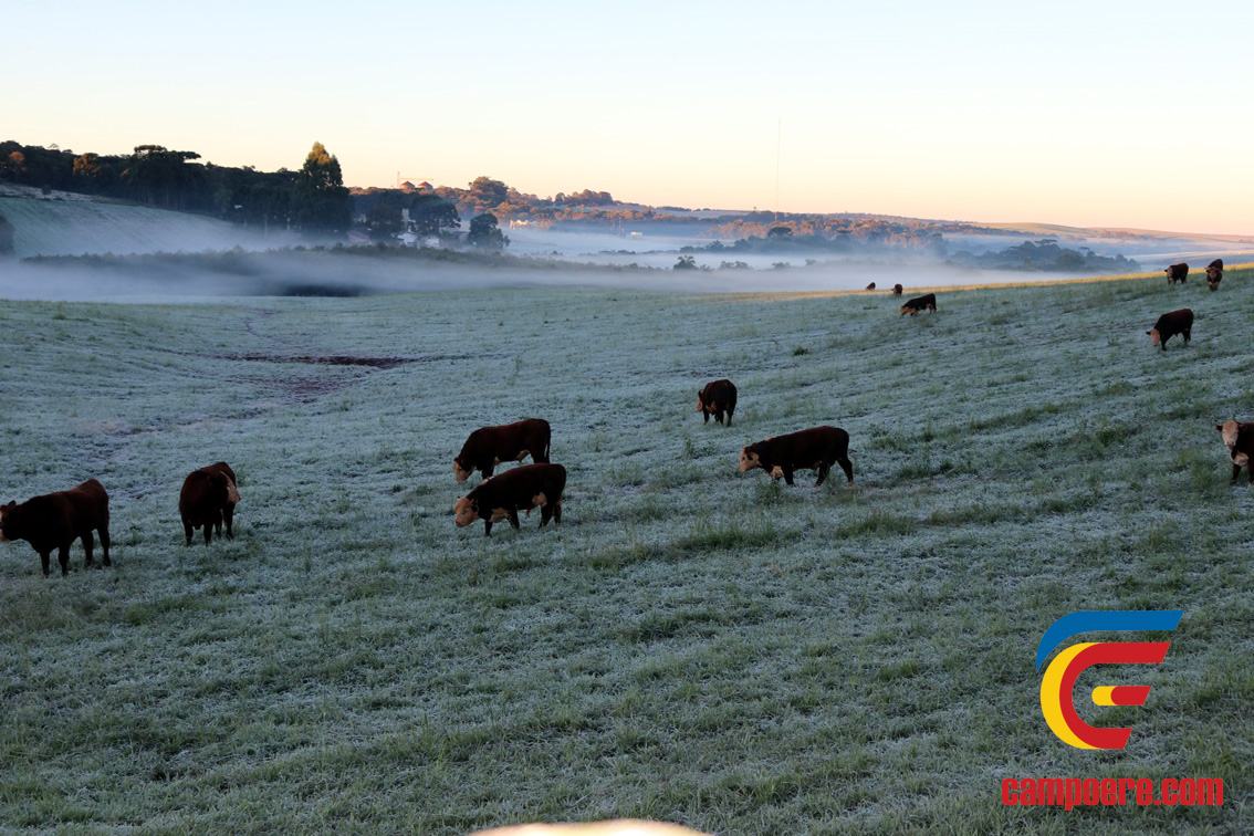 Foto: Jandir Sabedot/www.campoere_1.com