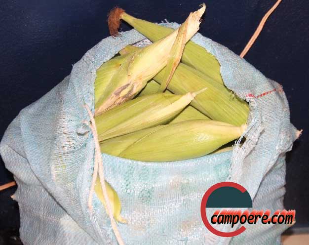 Foto: www.campoere_1.com