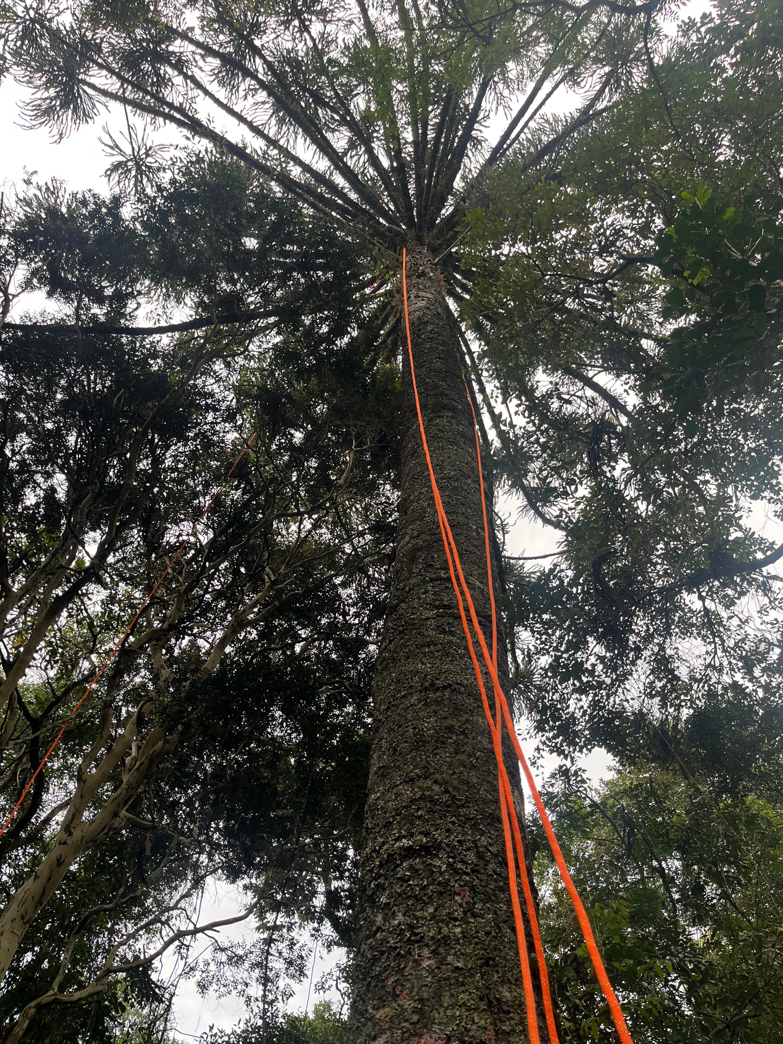 Homem fica preso em araucária e é resgatado pelos bombeiros em Campo Erê