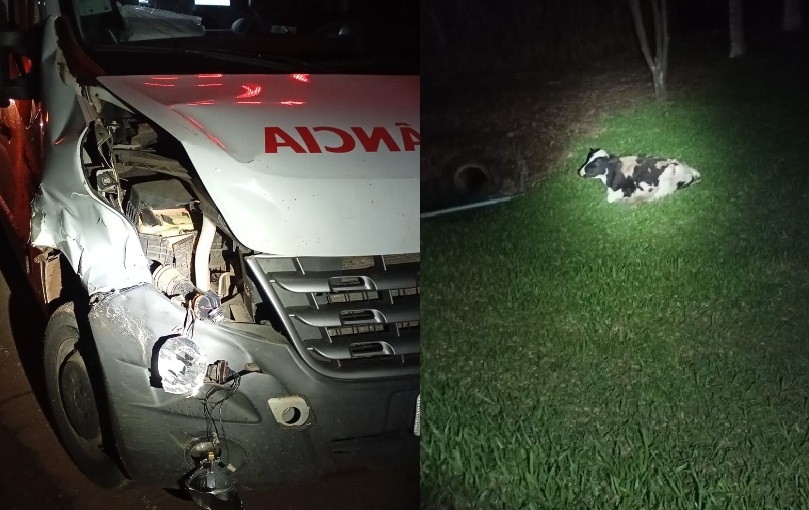Ambulância atinge animal na SC 159 no acesso a São Bernardino