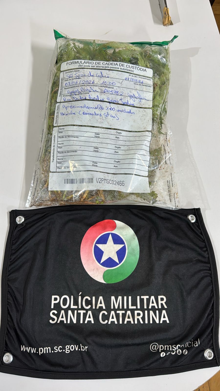 Após ameaçar companheira, polícia encontra cultivo de maconha em São José do Cedro