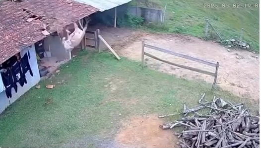Inusitado: Vaca surge sobre telhado de residência e cai no pátio em São Bento do Sul