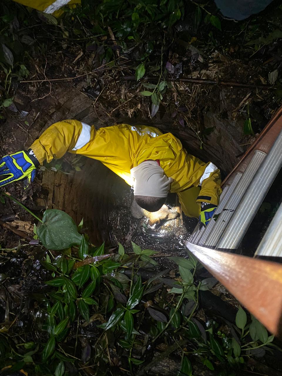 Cachorro de grande porte é resgatado de poço em Riqueza
