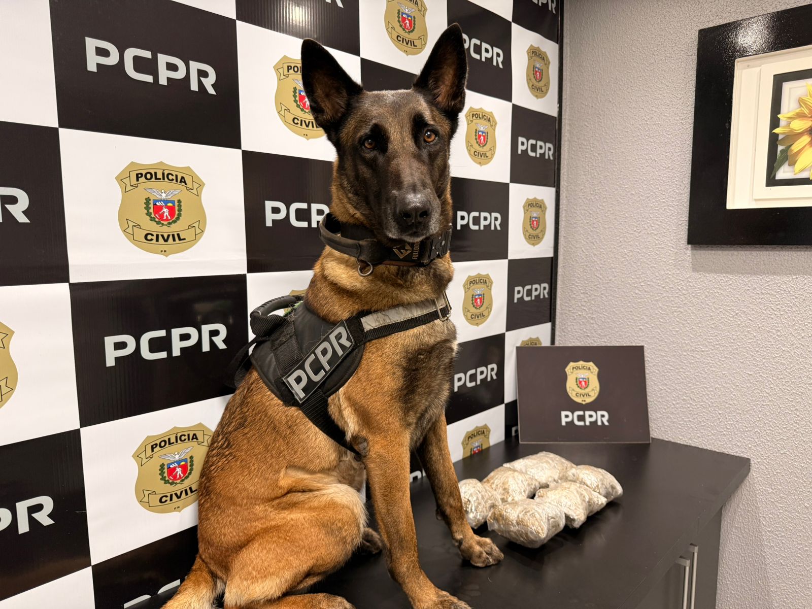 Capulho avaliado em mais de R$ 140 mil com destino a Chapecó é apreendido em Renascença (PR)