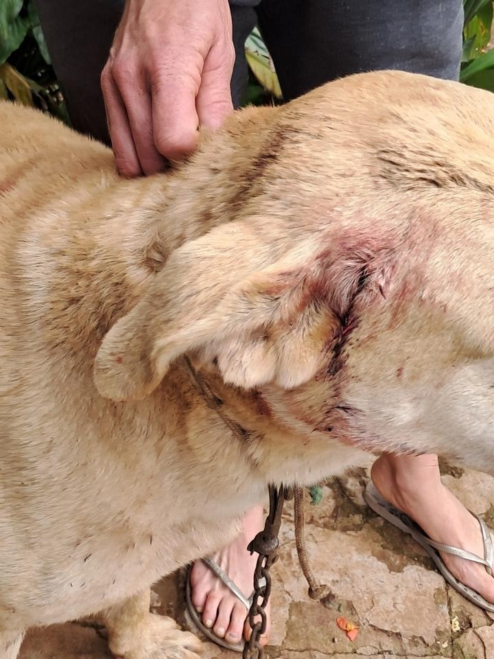 Cachorro é alvejado por disparos de arma de fogo em Saltinho
