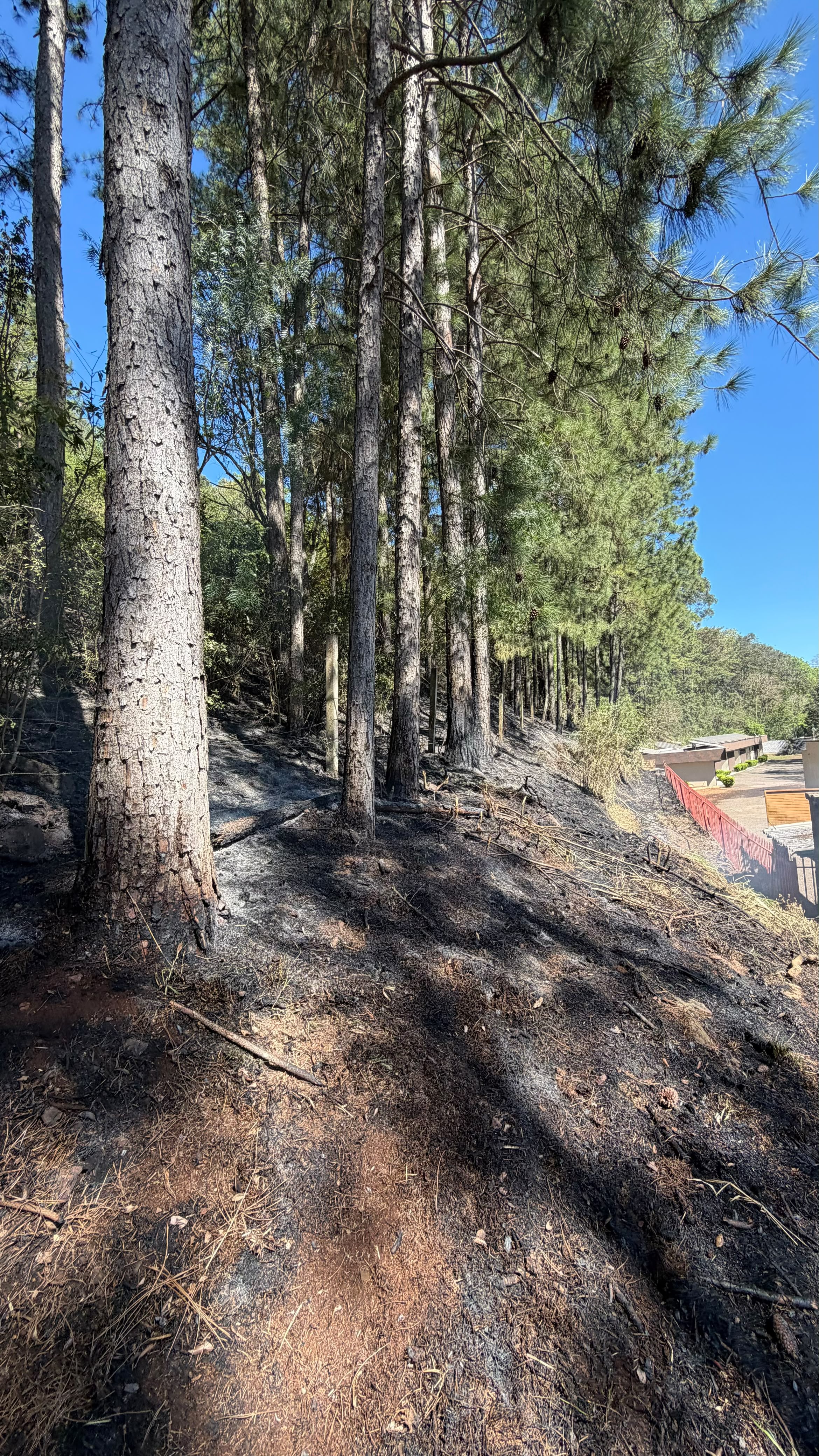 Incêndio florestal é controlado pelos bombeiros em São Lourenço do Oeste
