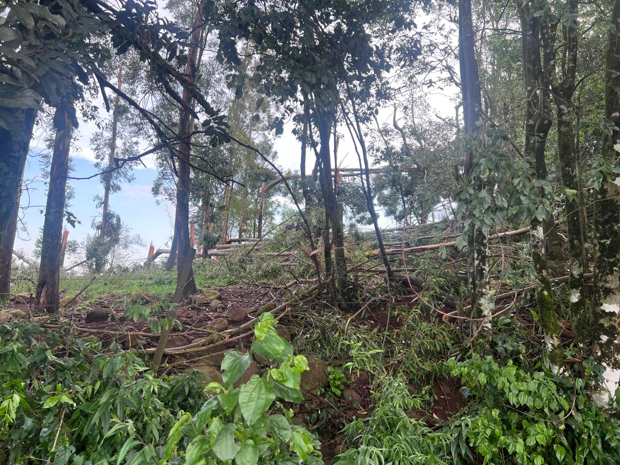 Vendaval causa estragos e mobiliza equipes no interior de Anchieta
