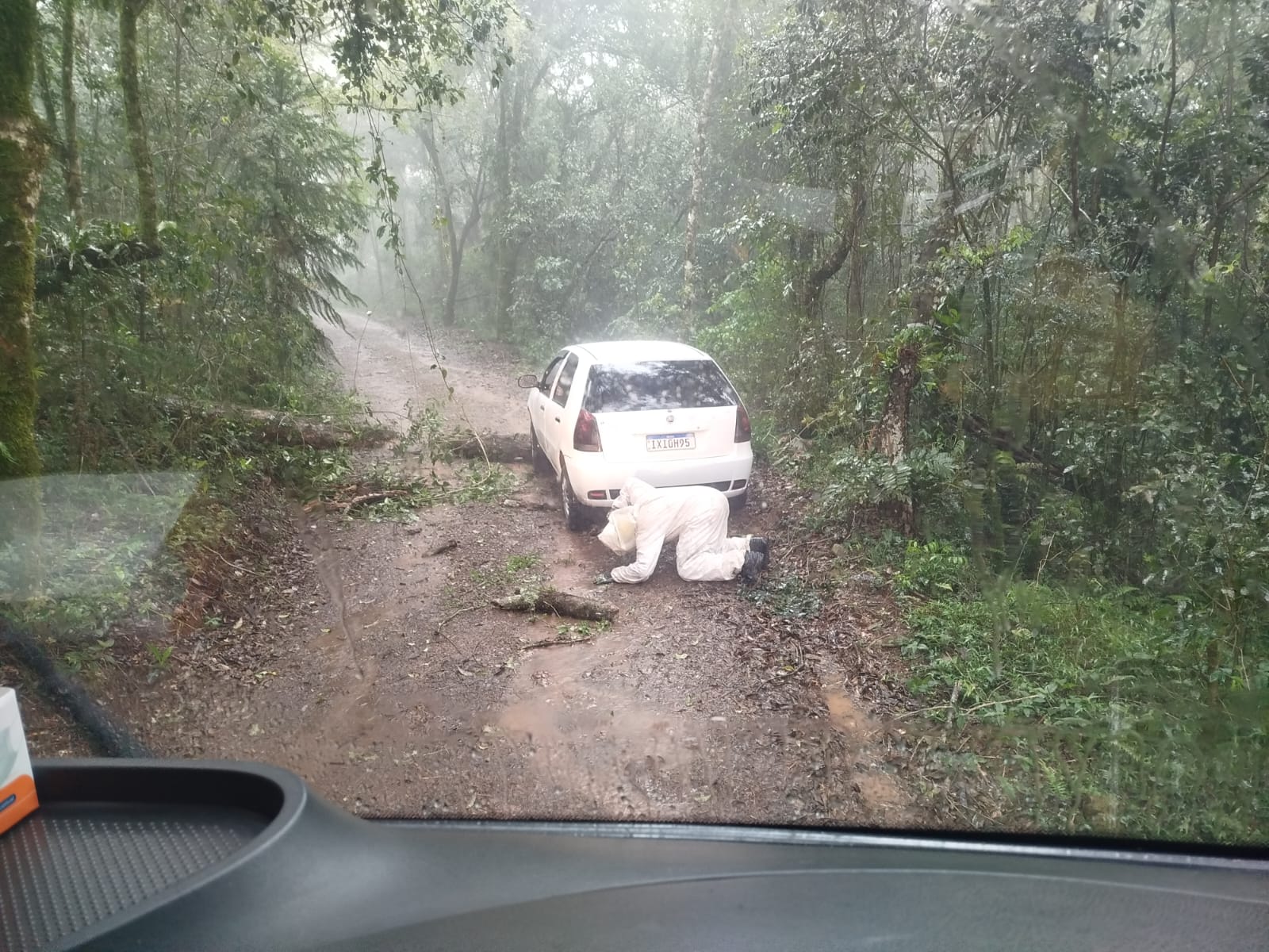 Motorista fica preso ao tentar passar sobre árvore caída e é atacado por abelhas no interior de Vitorino