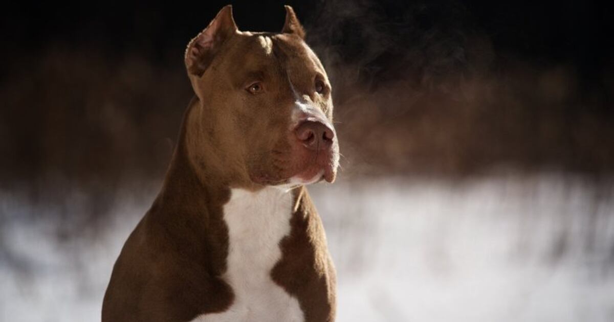 Após agredir esposa, homem ameaça policiais com pitbull durante ocorrência em Mondaí