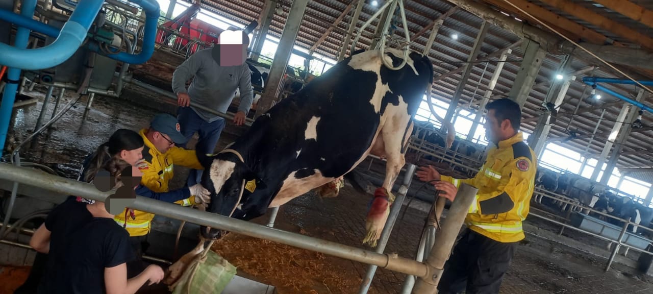 Vaca é resgatada de fossa após ficar presa em propriedade rural de Palmitos