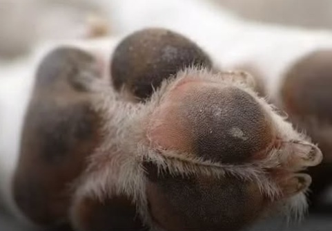 Mulher é condenada por mandar matar cachorro da própria filha em Jaraguá do Sul.