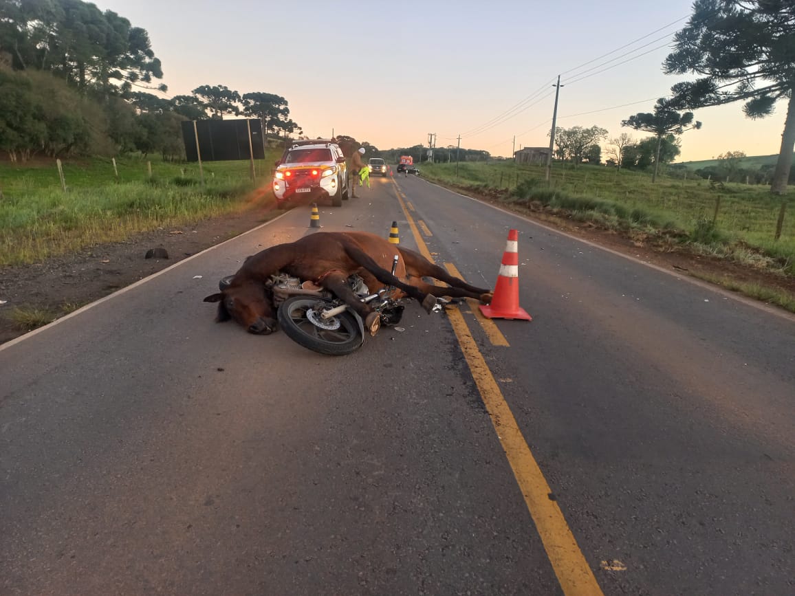 Motociclista de 21 anos morre após colidir com cavalo e ser atropelado na SC-452