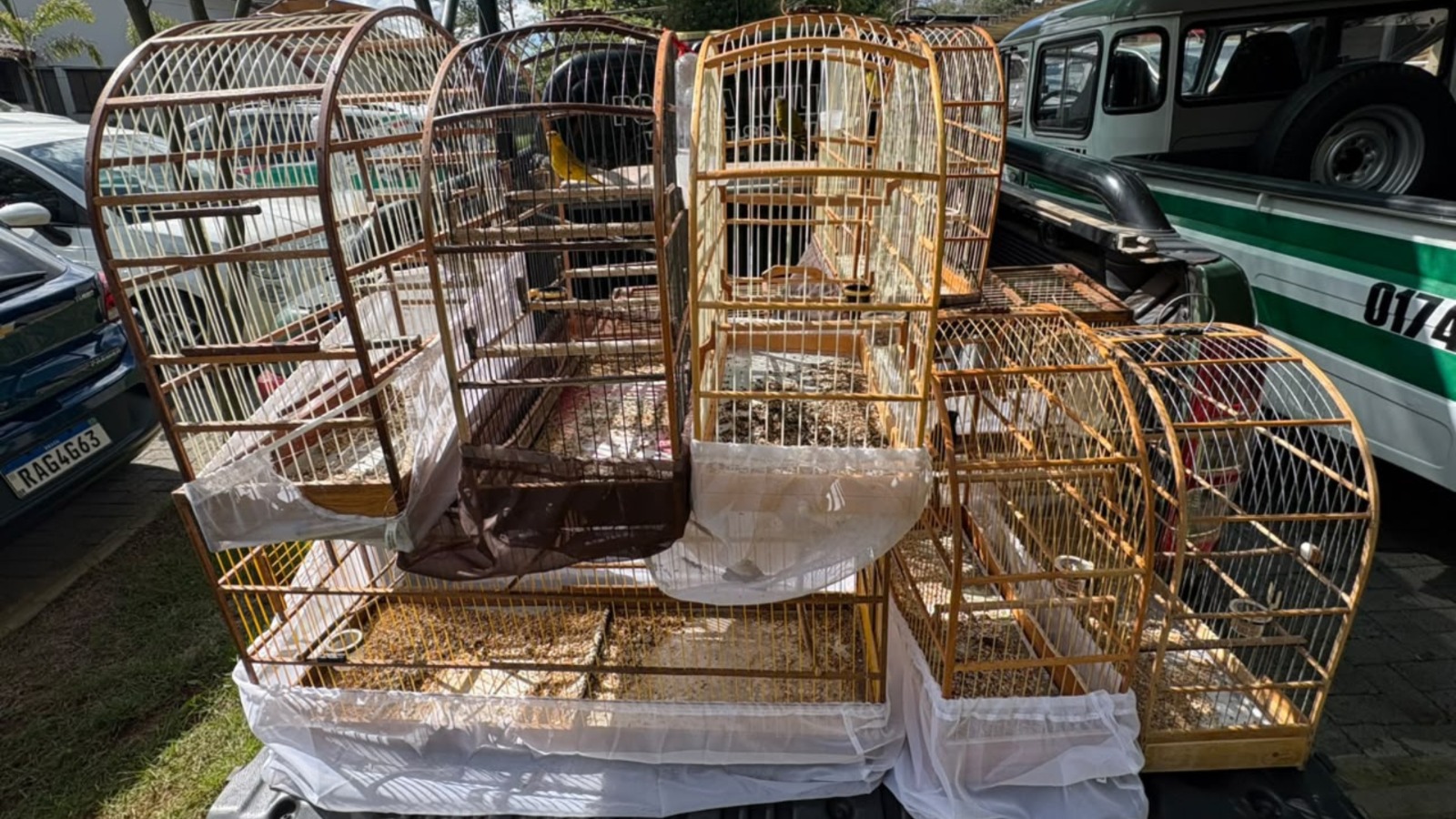 PMA resgata 11 aves silvestres mantidas irregularmente em cativeiro em Caxambu do Sul