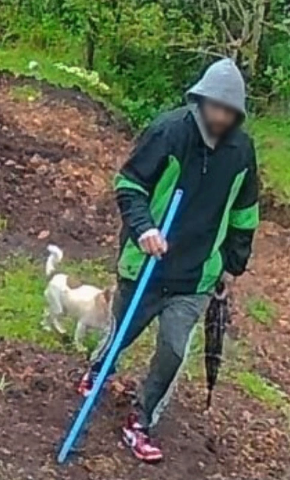 Cachorro que acompanhava ladrão acaba ajudando a polícia a solucionar furto de computadores no Paraná